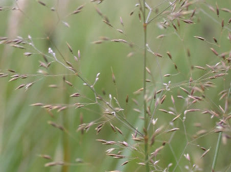 Inheemse Grassen Natte Grond