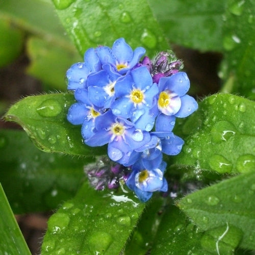 Bloeiende Bosweide Inheems Droog