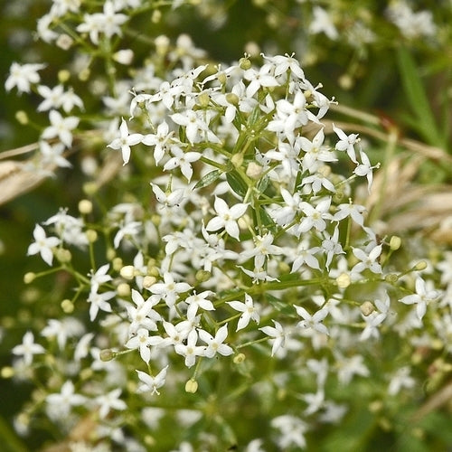 Bloeiende Bosweide Inheems Droog