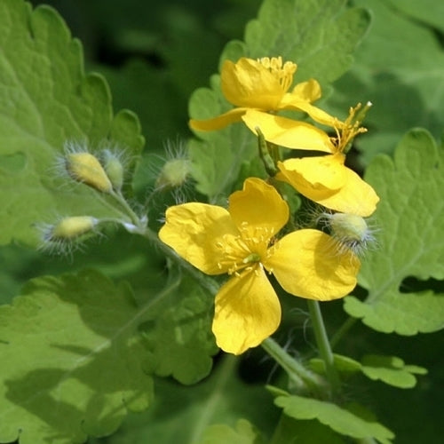 Bloeiende Bosweide Inheems Droog