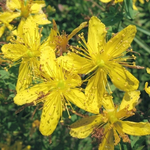 Bloeiende Bosweide Inheems Droog