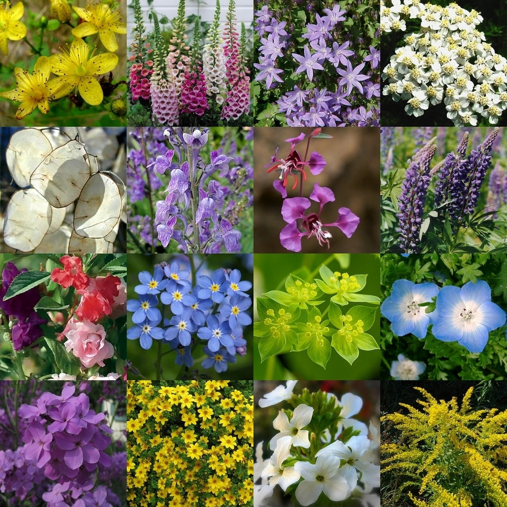 Blooming Forest Meadow World Flowers