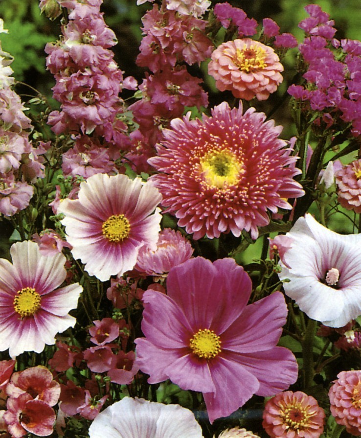 Tuinboeket in Lilarose