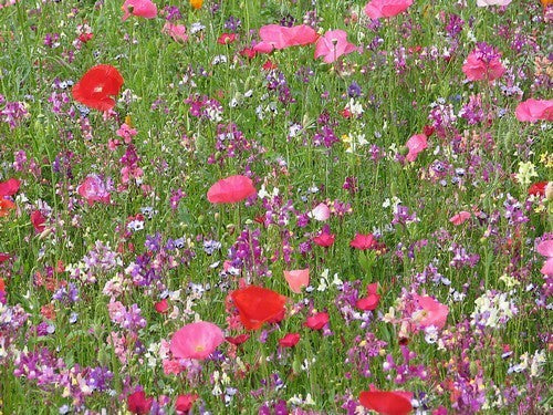 Tuinboeket in Lilarose