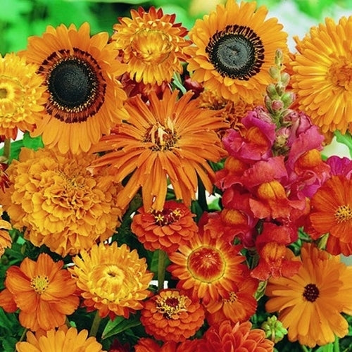 Tuinboeket in Oranje