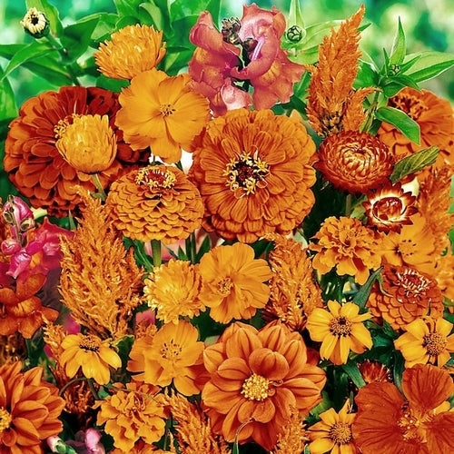 Tuinboeket in Oranje