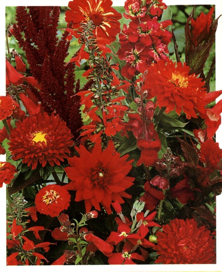 Tuinboeket in Rood