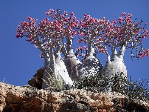 Adenium obesum