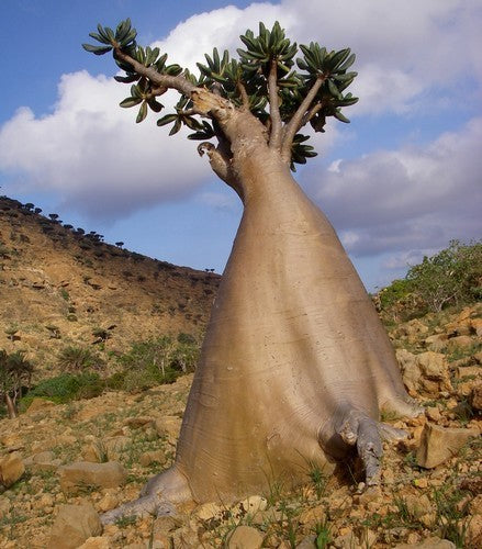 Adenium obesum