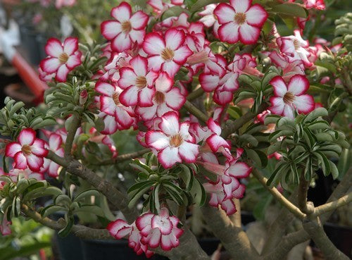 Adenium obesum