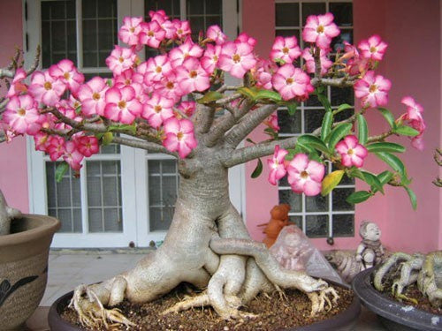 Adenium obesum