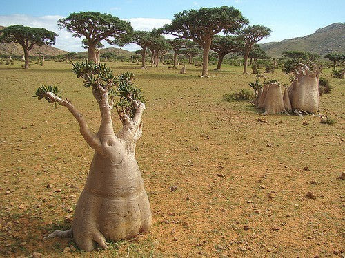 Adenium obesum