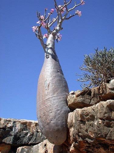 Adenium obesum