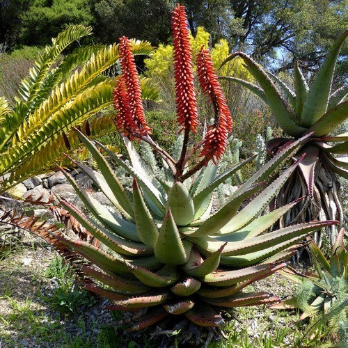 Cape aloe