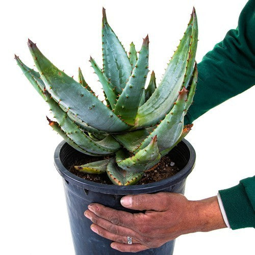 Cape aloe