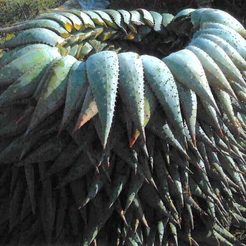 Cape aloe