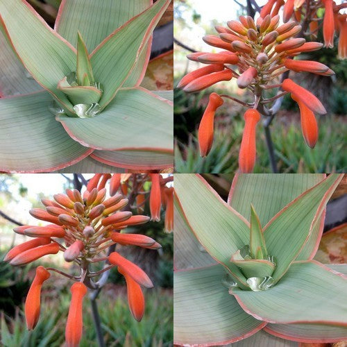 Coral Aloe