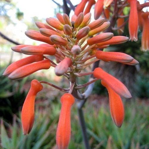 Coral Aloe