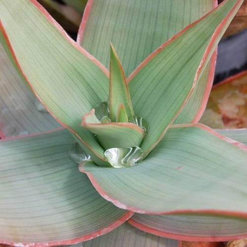 Coral Aloe