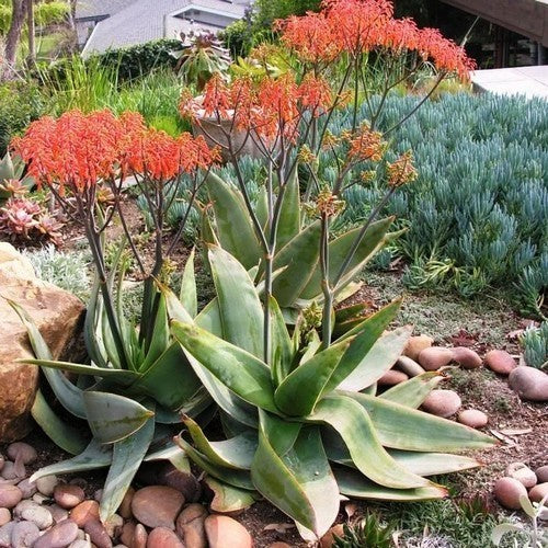 Coral Aloe
