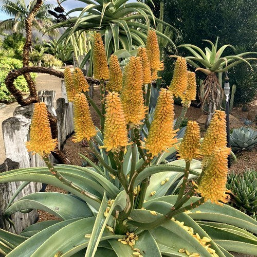 Aloe thraskii