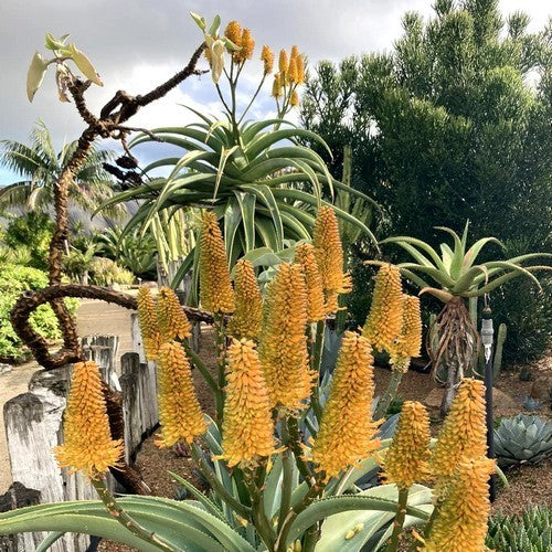 Aloe thraskii