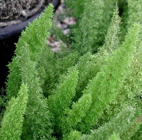 Asparagus densiflorus 'Meyeri'
