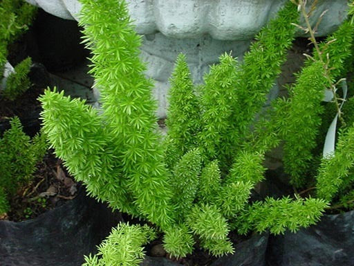 Asparagus densiflorus 'Meyeri'