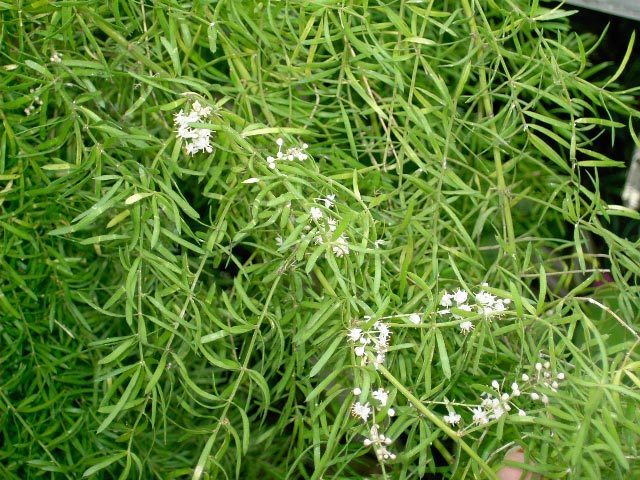 Asparagus densiflorus 'Sprengeri'