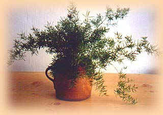 Asparagus densiflorus 'Sprengeri'