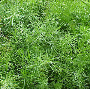 Asparagus densiflorus 'Sprengeri'