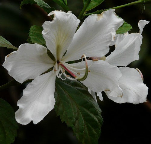 Bauhinia alba