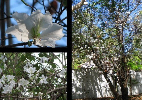 Bauhinia alba