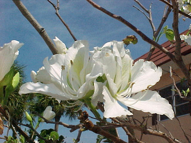 Bauhinia alba