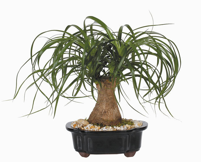 Beaucarnea recurvata