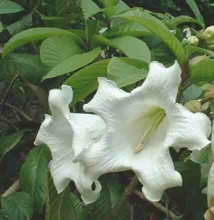 Beaumontia grandiflora