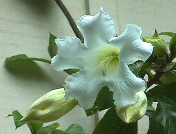 Beaumontia grandiflora