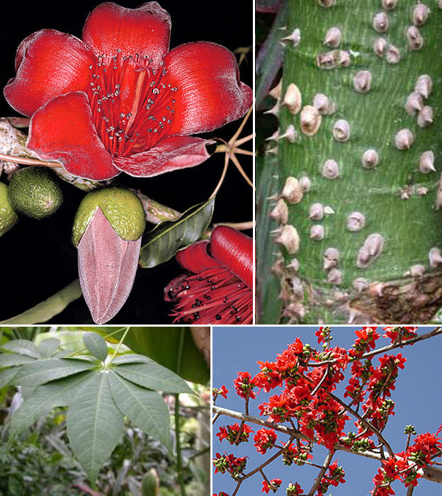 Bombax ceiba