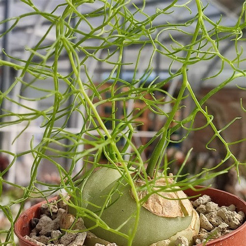 Bowiea volubilis