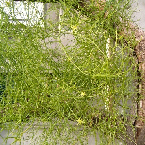 Bowiea volubilis