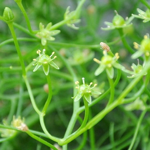 Bowiea volubilis