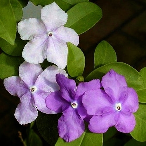 Brunfelsia latifolia
