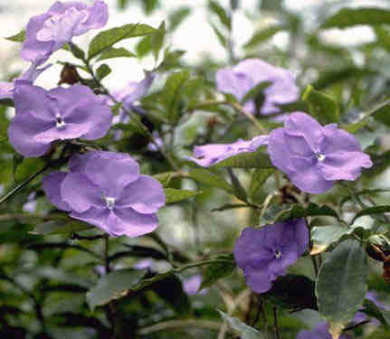 Brunfelsia latifolia