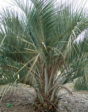 Butia capitata