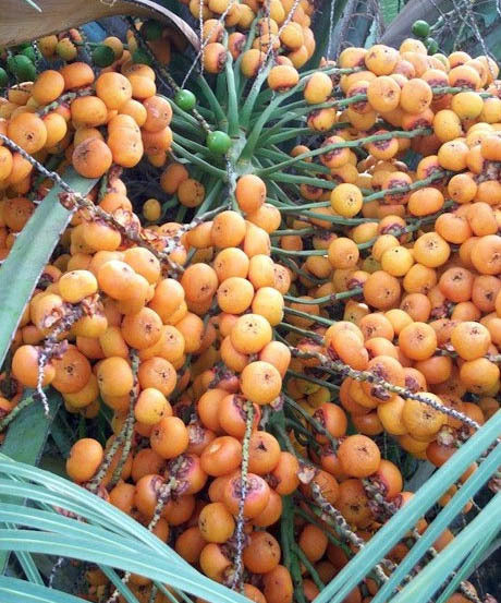 Butia capitata