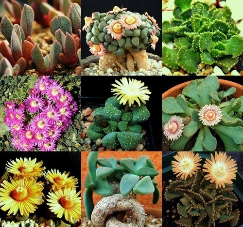 Aloinopsis Mix