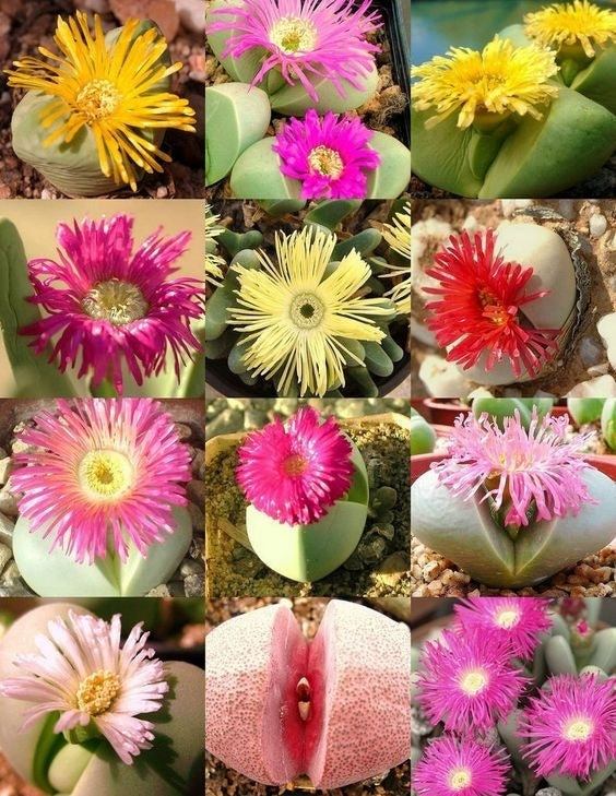 ArgyRoderma Mix
