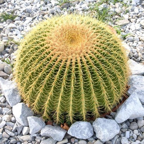 Echinocactus grusonii