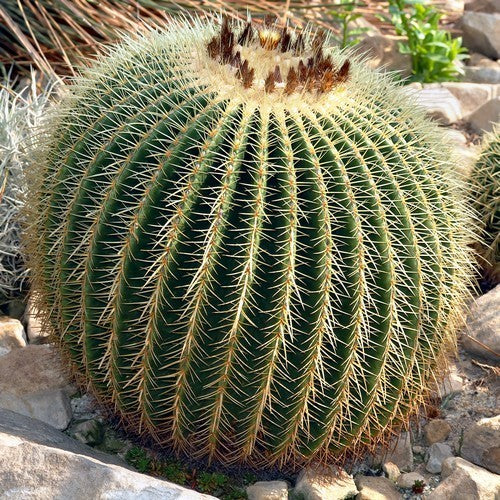 Echinocactus grusonii