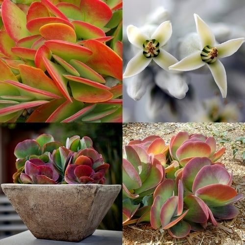 Kalanchoe luciae